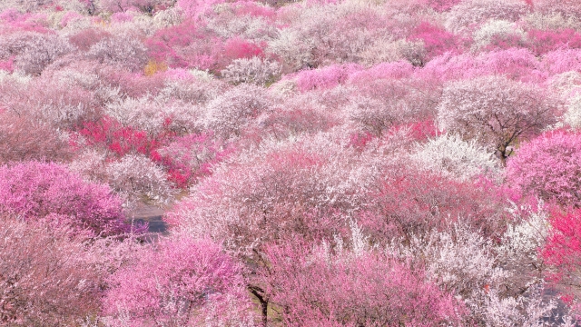 一面に咲く梅の花