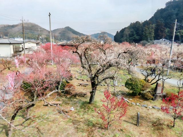 越生梅林の梅の花