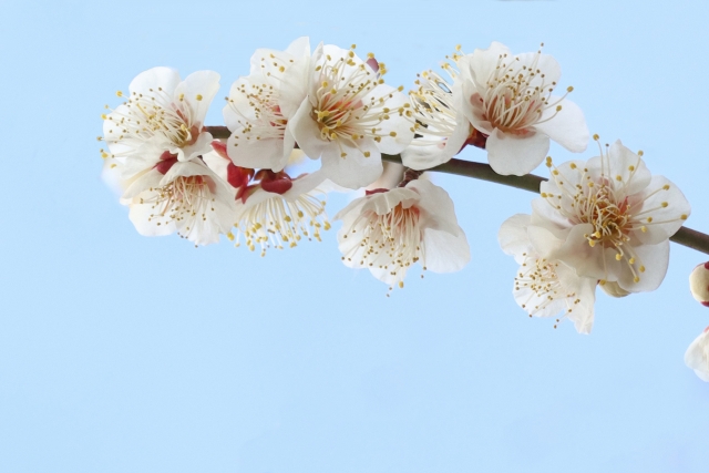 白い梅の花