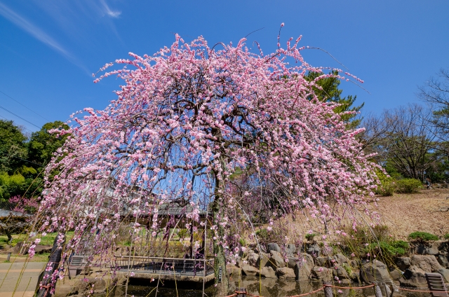 枝垂れ梅の花