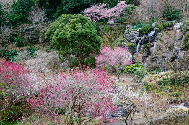 熱海梅園
