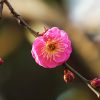 梅の花