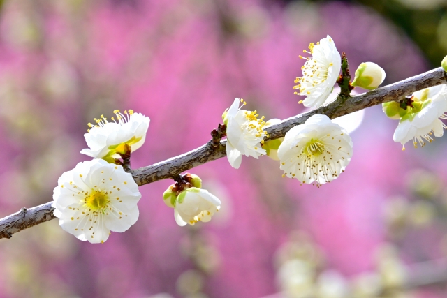 白い梅の花