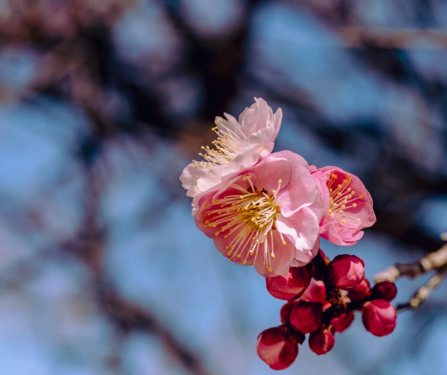 梅の花