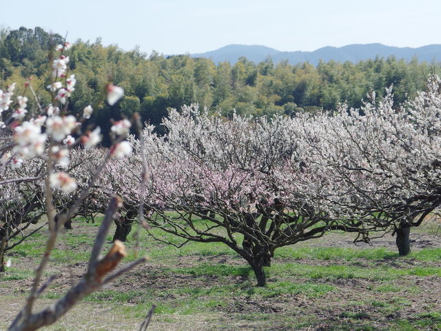 青谷梅林