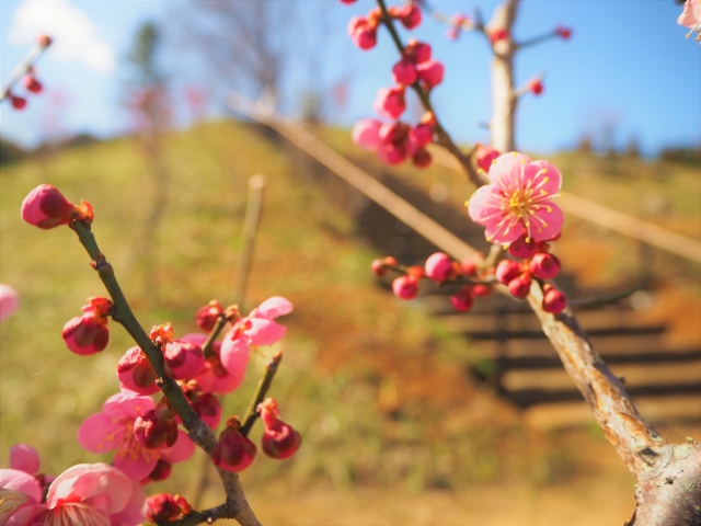 吉野梅郷の梅の花