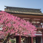 太宰府天満宮の梅