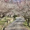 綾部山梅林の梅