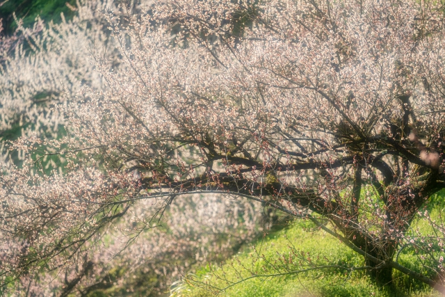賀名生梅林の梅の花