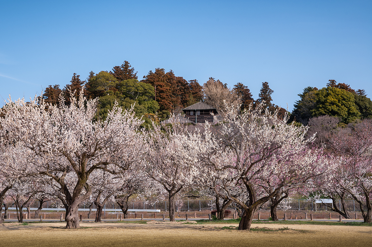 茨城県水戸市の偕楽園の梅まつり（満開の梅の花）